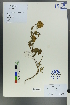  ( - Ge00217)  @11 [ ] CreativeCommons  Attribution Non-Commercial Share-Alike  Unspecified Herbarium of South China Botanical Garden