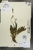  ( - Ge00223)  @11 [ ] CreativeCommons  Attribution Non-Commercial Share-Alike  Unspecified Herbarium of South China Botanical Garden