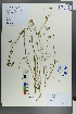  (Bupleurum thianschanicum - Ge00229)  @11 [ ] CreativeCommons  Attribution Non-Commercial Share-Alike  Unspecified Herbarium of South China Botanical Garden