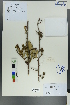  (Cotoneaster - Ge00234)  @11 [ ] CreativeCommons  Attribution Non-Commercial Share-Alike  Unspecified Herbarium of South China Botanical Garden
