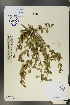  ( - Ge00238)  @11 [ ] CreativeCommons  Attribution Non-Commercial Share-Alike  Unspecified Herbarium of South China Botanical Garden