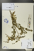  (Hedysarum - Ge00239)  @11 [ ] CreativeCommons  Attribution Non-Commercial Share-Alike  Unspecified Herbarium of South China Botanical Garden