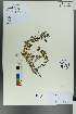  ( - Ge00274)  @11 [ ] CreativeCommons  Attribution Non-Commercial Share-Alike  Unspecified Herbarium of South China Botanical Garden