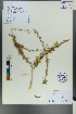  (Caragana leucophloea - Ge00281)  @11 [ ] CreativeCommons  Attribution Non-Commercial Share-Alike  Unspecified Herbarium of South China Botanical Garden