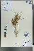  (Atraphaxis spinosa - Ge00286)  @11 [ ] CreativeCommons  Attribution Non-Commercial Share-Alike  Unspecified Herbarium of South China Botanical Garden