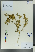  ( - Ge00302)  @11 [ ] CreativeCommons  Attribution Non-Commercial Share-Alike  Unspecified Herbarium of South China Botanical Garden