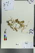  (Lagochilus diacanthophyllus - Ge00312)  @11 [ ] CreativeCommons  Attribution Non-Commercial Share-Alike  Unspecified Herbarium of South China Botanical Garden