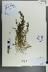  (Suaeda acuminata - Ge00330)  @11 [ ] CreativeCommons  Attribution Non-Commercial Share-Alike  Unspecified Herbarium of South China Botanical Garden