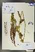  ( - Ge00349)  @11 [ ] CreativeCommons  Attribution Non-Commercial Share-Alike  Unspecified Herbarium of South China Botanical Garden