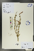  (Caragana frutex - Ge00370)  @11 [ ] CreativeCommons  Attribution Non-Commercial Share-Alike  Unspecified Herbarium of South China Botanical Garden