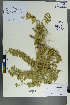  (Astragalus mongholicus - Ge00375)  @11 [ ] CreativeCommons  Attribution Non-Commercial Share-Alike  Unspecified Herbarium of South China Botanical Garden