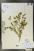  (Nepeta pungens - Ge00377)  @11 [ ] CreativeCommons  Attribution Non-Commercial Share-Alike  Unspecified Herbarium of South China Botanical Garden