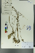 (Verbascum phoeniceum - Ge00385)  @11 [ ] CreativeCommons  Attribution Non-Commercial Share-Alike  Unspecified Herbarium of South China Botanical Garden