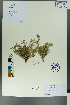  (Thymus sp - Ge00388)  @11 [ ] CreativeCommons  Attribution Non-Commercial Share-Alike  Unspecified Herbarium of South China Botanical Garden