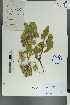  ( - Ge00389)  @11 [ ] CreativeCommons  Attribution Non-Commercial Share-Alike  Unspecified Herbarium of South China Botanical Garden