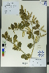  (Zygophyllum obliquum - Ge00397)  @11 [ ] CreativeCommons  Attribution Non-Commercial Share-Alike  Unspecified Herbarium of South China Botanical Garden