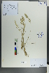  ( - Ge00406)  @11 [ ] CreativeCommons  Attribution Non-Commercial Share-Alike  Unspecified Herbarium of South China Botanical Garden