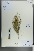  (Linaria acutiloba - Ge00411)  @11 [ ] CreativeCommons  Attribution Non-Commercial Share-Alike  Unspecified Herbarium of South China Botanical Garden