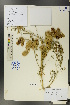 ( - Ge00415)  @11 [ ] CreativeCommons  Attribution Non-Commercial Share-Alike  Unspecified Herbarium of South China Botanical Garden