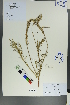  ( - Ge00442)  @11 [ ] CreativeCommons  Attribution Non-Commercial Share-Alike  Unspecified Herbarium of South China Botanical Garden