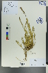  (Hyssopus - Ge00457)  @11 [ ] CreativeCommons  Attribution Non-Commercial Share-Alike  Unspecified Herbarium of South China Botanical Garden