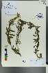  ( - Ge00461)  @11 [ ] CreativeCommons  Attribution Non-Commercial Share-Alike  Unspecified Herbarium of South China Botanical Garden