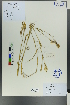  ( - Ge00463)  @11 [ ] CreativeCommons  Attribution Non-Commercial Share-Alike  Unspecified Herbarium of South China Botanical Garden