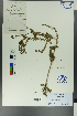  (Veronica oxycarpa - Ge00495)  @11 [ ] CreativeCommons  Attribution Non-Commercial Share-Alike  Unspecified Herbarium of South China Botanical Garden