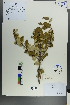  (Cotoneaster melanocarpus - Ge00509)  @11 [ ] CreativeCommons  Attribution Non-Commercial Share-Alike  Unspecified Herbarium of South China Botanical Garden