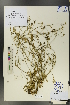 ( - Ge00516)  @11 [ ] CreativeCommons  Attribution Non-Commercial Share-Alike  Unspecified Herbarium of South China Botanical Garden