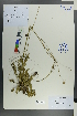  ( - Ge00518)  @11 [ ] CreativeCommons  Attribution Non-Commercial Share-Alike  Unspecified Herbarium of South China Botanical Garden