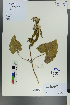  (Lagopsis - Ge00524)  @11 [ ] CreativeCommons  Attribution Non-Commercial Share-Alike  Unspecified Herbarium of South China Botanical Garden