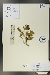  (Trifolium lupinaster - Ge00537)  @11 [ ] CreativeCommons  Attribution Non-Commercial Share-Alike  Unspecified Herbarium of South China Botanical Garden