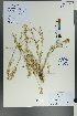  (Atraphaxis decipiens - Ge00539)  @11 [ ] CreativeCommons  Attribution Non-Commercial Share-Alike  Unspecified Herbarium of South China Botanical Garden
