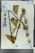  (Lagopsis supina - Ge00546)  @11 [ ] CreativeCommons  Attribution Non-Commercial Share-Alike  Unspecified Herbarium of South China Botanical Garden