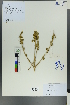  ( - Ge00550)  @11 [ ] CreativeCommons  Attribution Non-Commercial Share-Alike  Unspecified Herbarium of South China Botanical Garden