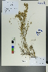  (Astragalus agrestis - Ge00557)  @11 [ ] CreativeCommons  Attribution Non-Commercial Share-Alike  Unspecified Herbarium of South China Botanical Garden