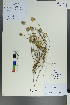  (Ziziphora clinopodioides - Ge00560)  @11 [ ] CreativeCommons  Attribution Non-Commercial Share-Alike  Unspecified Herbarium of South China Botanical Garden