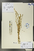  (Bassia stellaris - Ge00565)  @11 [ ] CreativeCommons  Attribution Non-Commercial Share-Alike  Unspecified Herbarium of South China Botanical Garden