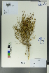  ( - Ge00578)  @11 [ ] CreativeCommons  Attribution Non-Commercial Share-Alike  Unspecified Herbarium of South China Botanical Garden