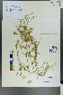  ( - Ge00581)  @11 [ ] CreativeCommons  Attribution Non-Commercial Share-Alike  Unspecified Herbarium of South China Botanical Garden