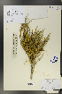  ( - Ge00583)  @11 [ ] CreativeCommons  Attribution Non-Commercial Share-Alike  Unspecified Herbarium of South China Botanical Garden