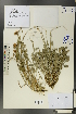  (Hedysarum issykkulense - Ge00588)  @11 [ ] CreativeCommons  Attribution Non-Commercial Share-Alike  Unspecified Herbarium of South China Botanical Garden