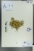  (Astragalus lithophilus - Ge00590)  @11 [ ] CreativeCommons  Attribution Non-Commercial Share-Alike  Unspecified Herbarium of South China Botanical Garden