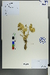  ( - Ge00591)  @11 [ ] CreativeCommons  Attribution Non-Commercial Share-Alike  Unspecified Herbarium of South China Botanical Garden