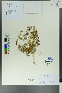  ( - Ge00592)  @11 [ ] CreativeCommons  Attribution Non-Commercial Share-Alike  Unspecified Herbarium of South China Botanical Garden