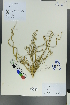  ( - Ge00610)  @11 [ ] CreativeCommons  Attribution Non-Commercial Share-Alike  Unspecified Herbarium of South China Botanical Garden