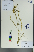  ( - Ge00620)  @11 [ ] CreativeCommons  Attribution Non-Commercial Share-Alike  Unspecified Herbarium of South China Botanical Garden