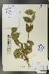  ( - Ge00652)  @11 [ ] CreativeCommons  Attribution Non-Commercial Share-Alike  Unspecified Herbarium of South China Botanical Garden