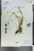  (Bupleurum densiflorum - Ge00658)  @11 [ ] CreativeCommons  Attribution Non-Commercial Share-Alike  Unspecified Herbarium of South China Botanical Garden